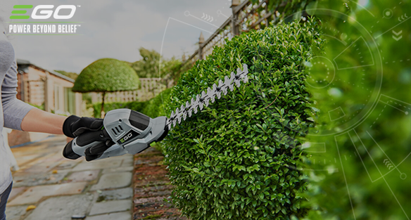 Get your hedge into better shape in spring