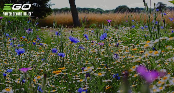 Midsummer gardening tips 